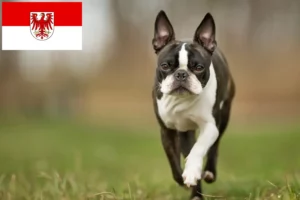 Read more about the article Boston terrier tenyésztők és kölykök Brandenburgban