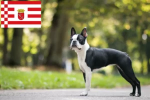 Read more about the article Boston terrier tenyésztők és kölykök Bréma-ban