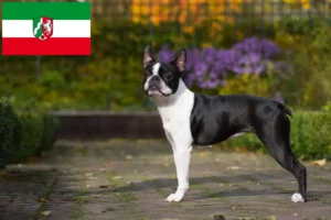 Read more about the article Boston terrier tenyésztők és kölyökkutyák Észak-Rajna-Vesztfáliában