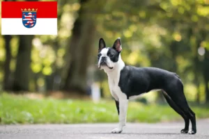 Read more about the article Boston terrier tenyésztők és kölykök Hessenben