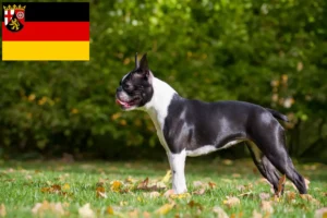 Read more about the article Boston terrier tenyésztők és kölykök Rajna-vidék-Pfalzban