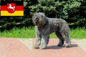 Read more about the article Bouvier des Flandres tenyésztők és kiskutyák Alsó-Szászországban