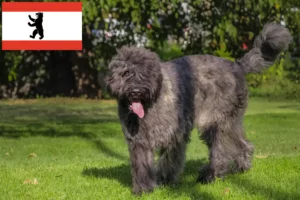 Read more about the article Bouvier des Flandres tenyésztők és kiskutyák Berlinben