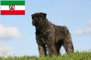 Read more about the article Bouvier des Flandres tenyésztők és kiskutyák Észak-Rajna-Vesztfália területén