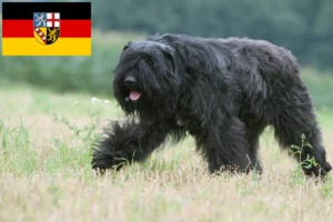 Read more about the article Bouvier des Flandres tenyésztők és kiskutyák Saar-vidéken