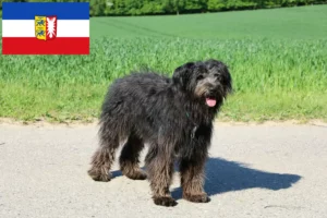 Read more about the article Bouvier des Flandres tenyésztők és kiskutyák Schleswig-Holstein tartományban