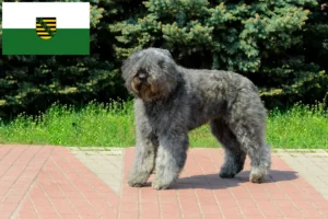 Read more about the article Bouvier des Flandres tenyésztők és kiskutyák Szászországban