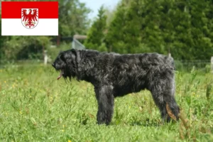 Read more about the article Bouvier des Flandres tenyésztők és kiskutyák Brandenburgban