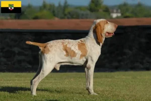 Read more about the article Bracco Italiano tenyésztők és kiskutyák Szász-Anhaltban