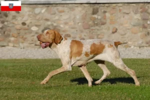 Read more about the article Bracco Italiano tenyésztők és kölykök Türingiában