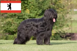 Read more about the article Briard tenyésztők és kiskutyák Berlinben