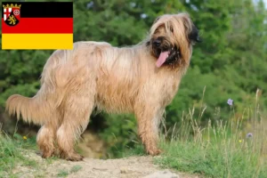 Read more about the article Briard tenyésztők és kiskutyák Rajna-vidék-Pfalzban