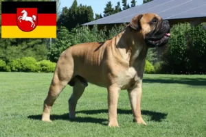 Read more about the article Bullmastiff tenyésztők és kölykök Alsó-Szászországban