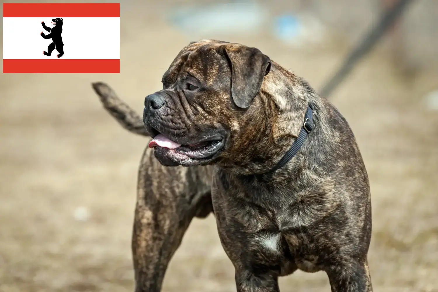 Read more about the article Bullmastiff tenyésztők és kölykök Berlinben