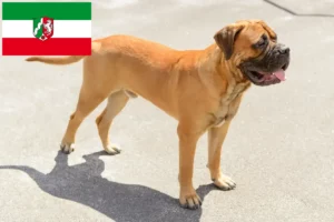 Read more about the article Bullmastiff tenyésztők és kölykök Észak-Rajna-Vesztfália területén