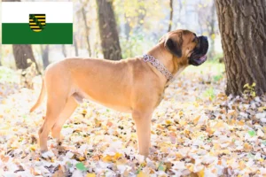 Read more about the article Bullmastiff tenyésztők és kölykök Szászországban