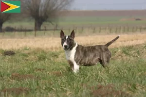 Read more about the article Bullterrier tenyésztők és kölykök Guyana-ban