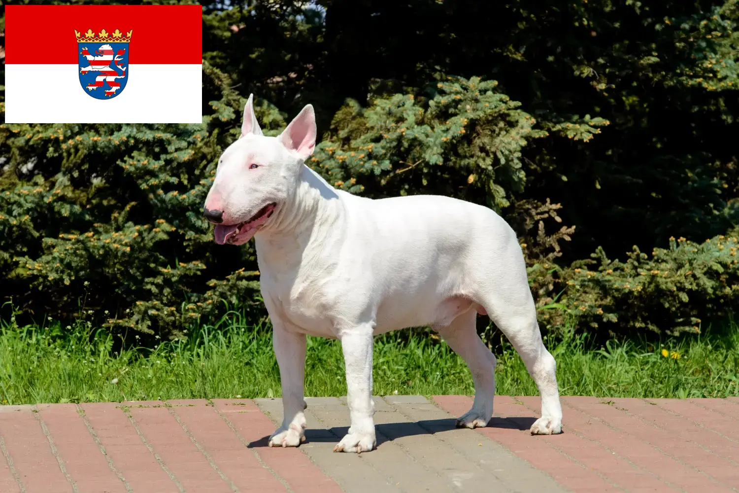 Read more about the article Bullterrier tenyésztők és kölykök Hessenben