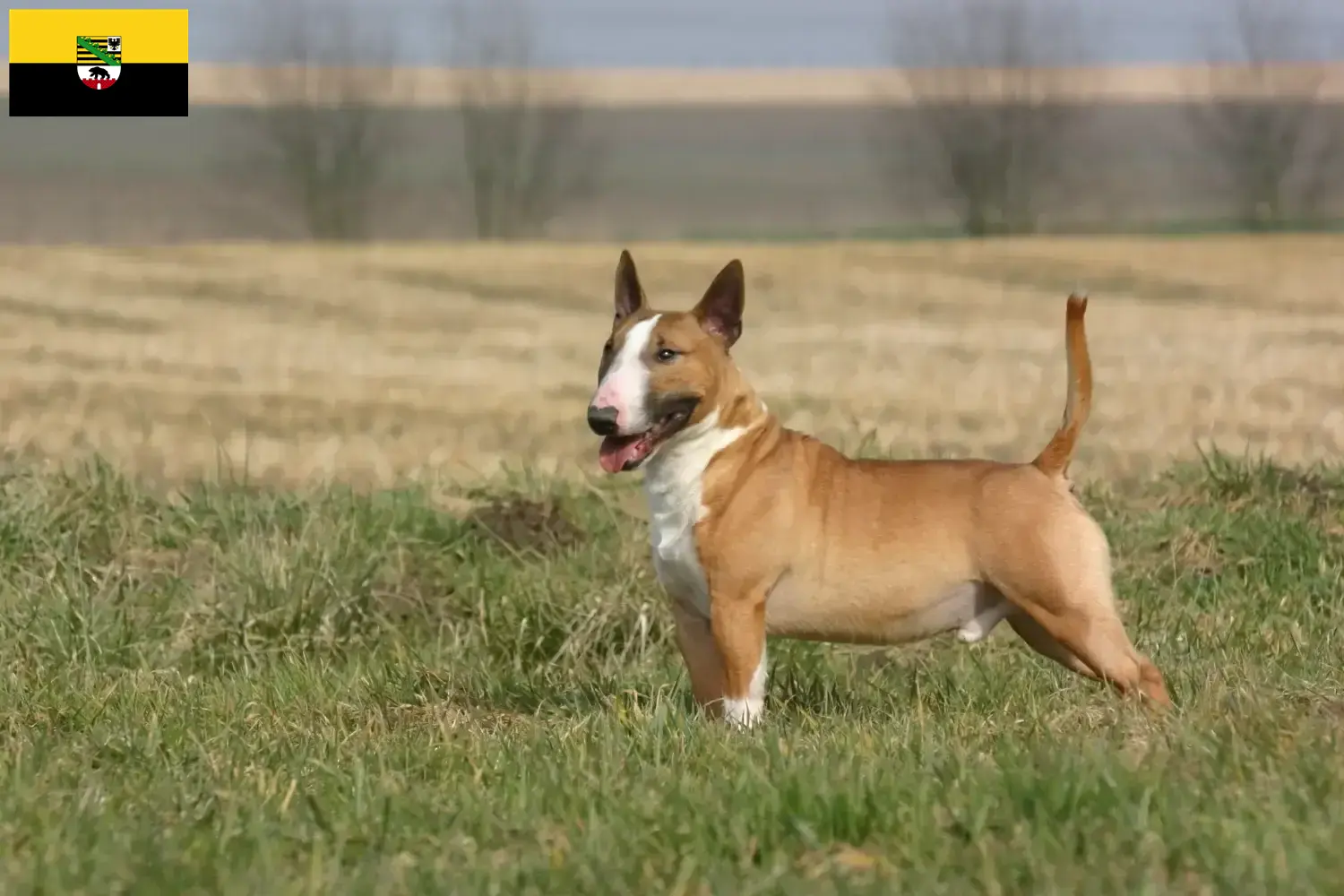 Read more about the article Bullterrier tenyésztők és kölykök Szász-Anhaltban