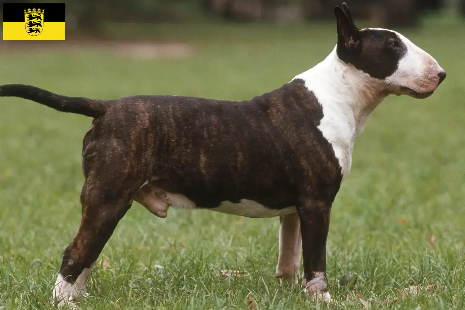 Read more about the article Bullterrier tenyésztők és kölykök Baden-Württembergben