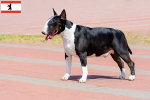 Read more about the article Bullterrier tenyésztők és kölykök Berlinben