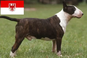 Read more about the article Bullterrier tenyésztők és kölykök Brandenburgban