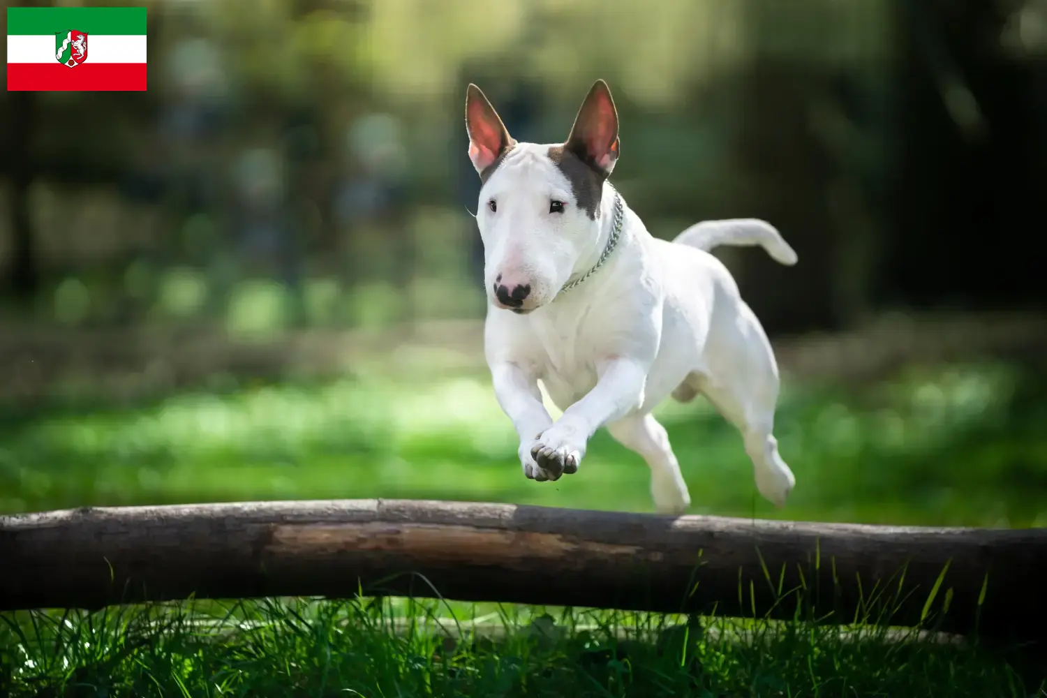 Read more about the article Bullterrier tenyésztők és kiskutyák Észak-Rajna-Vesztfália területén