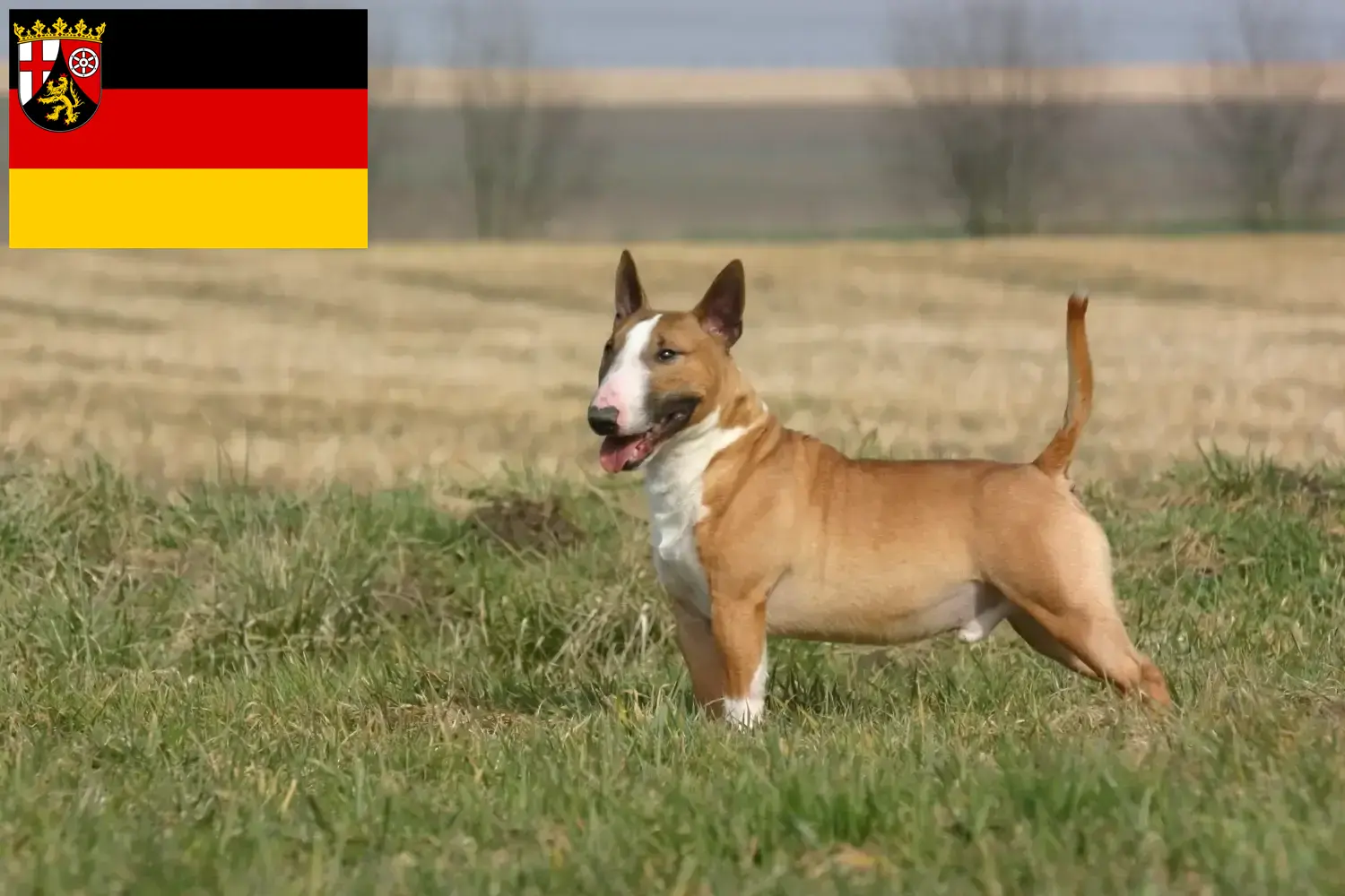 Read more about the article Bullterrier tenyésztők és kölykök Rajna-vidék-Pfalzban