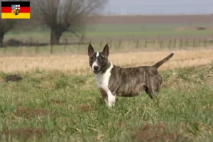 Read more about the article Bullterrier tenyésztők és kölykök Saar-vidéken