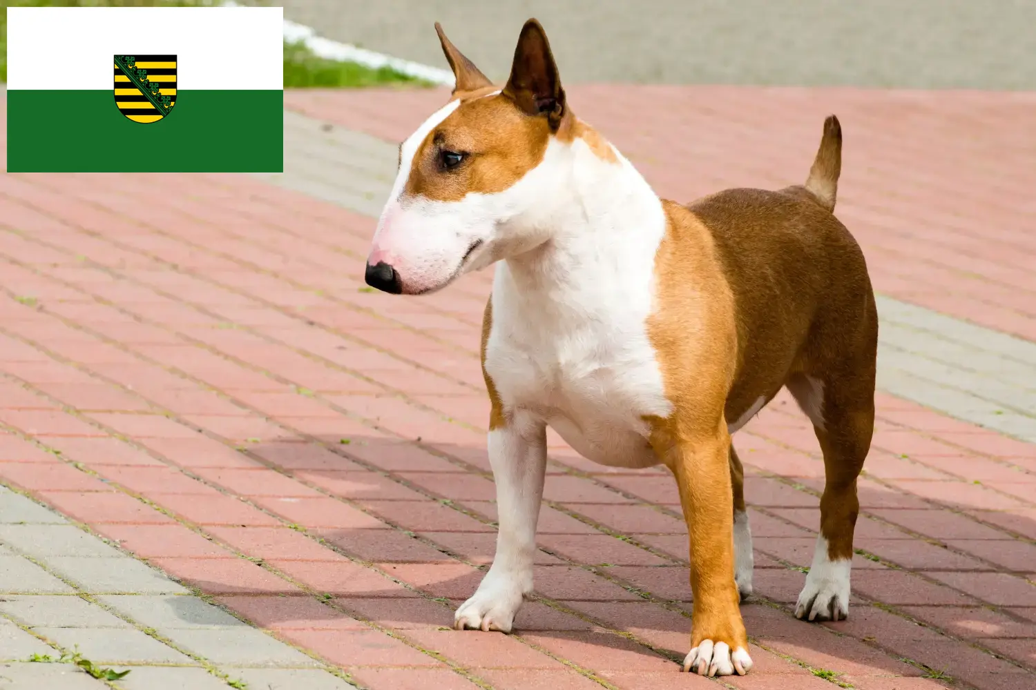 Read more about the article Bullterrier tenyésztők és kölykök Szászországban