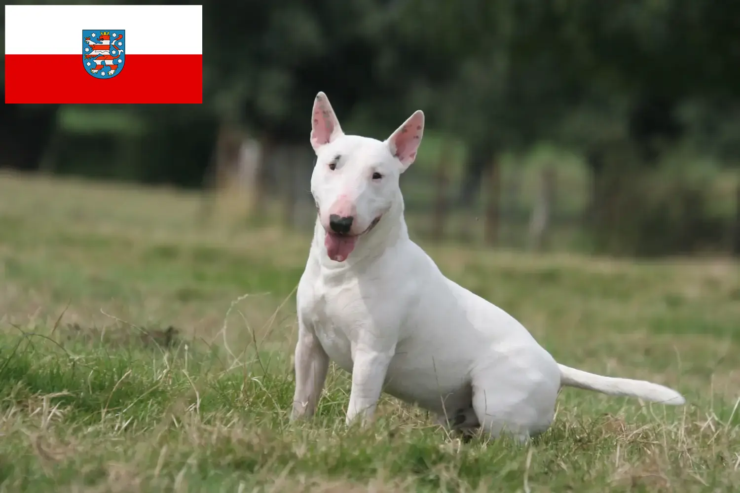 Read more about the article Bullterrier tenyésztők és kölykök Türingiában