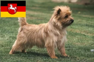 Read more about the article Cairn terrier tenyésztők és kölykök Alsó-Szászországban