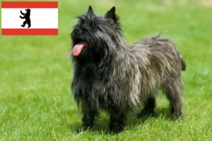 Read more about the article Cairn terrier tenyésztők és kölykök Berlinben