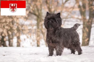 Read more about the article Cairn terrier tenyésztők és kölykök Brandenburgban