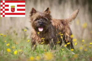 Read more about the article Cairn terrier tenyésztők és kölykök Brémában