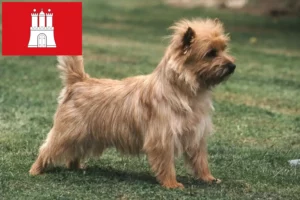 Read more about the article Cairn terrier tenyésztők és kölykök Hamburgban