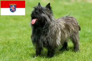 Read more about the article Cairn terrier tenyésztők és kölykök Hessenben