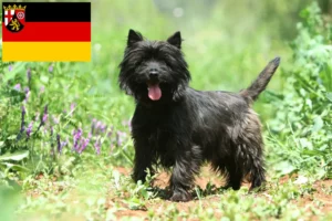 Read more about the article Cairn terrier tenyésztők és kölykök Rajna-vidék-Pfalzban