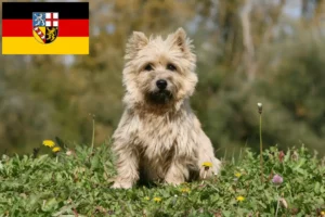 Read more about the article Cairn terrier tenyésztők és kölykök Saar-vidéken