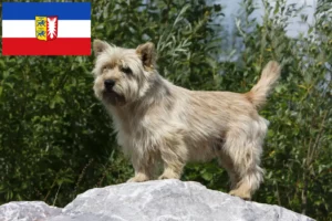 Read more about the article Cairn terrier tenyésztők és kölykök Schleswig-Holstein tartományban