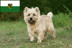 Read more about the article Cairn terrier tenyésztők és kölykök Szászországban