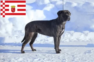 Read more about the article Cane Corso Italiano tenyésztők és kölykök Brémában