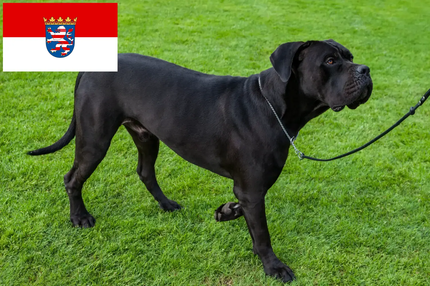 Read more about the article Cane Corso Italiano tenyésztők és kölykök Hessenben