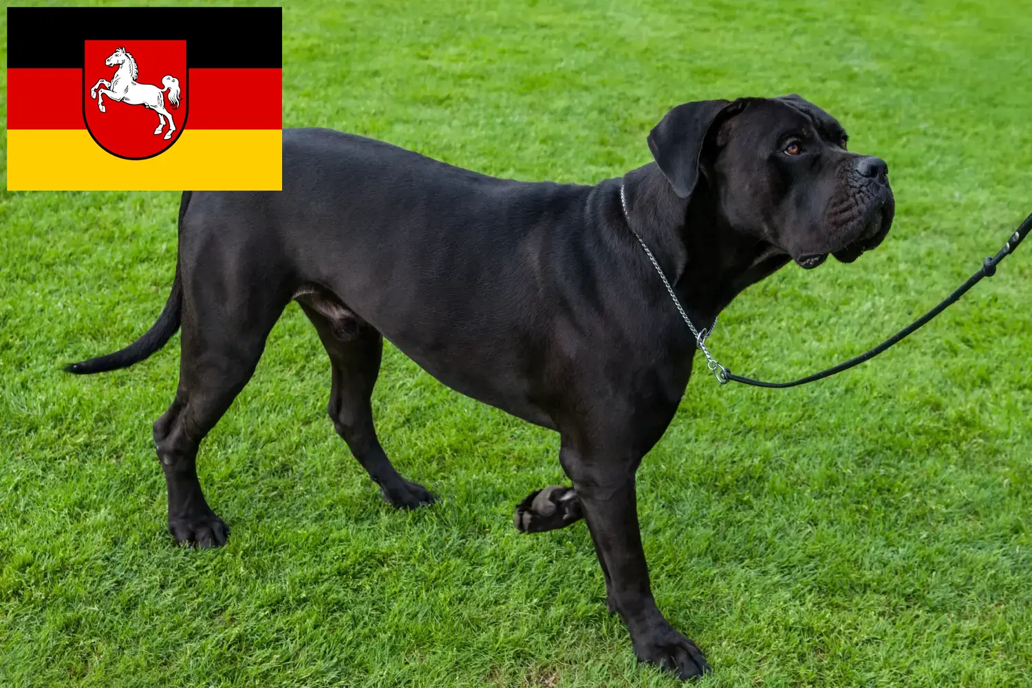 Read more about the article Cane Corso Italiano tenyésztők és kiskutyák Alsó-Szászországban