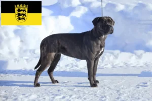 Read more about the article Cane Corso Italiano tenyésztők és kölykök Baden-Württembergben