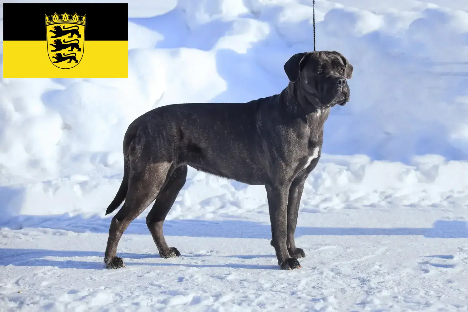 Read more about the article Cane Corso Italiano tenyésztők és kölykök Baden-Württembergben