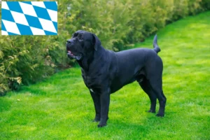 Read more about the article Cane Corso Italiano tenyésztők és kiskutyák Bajorországban