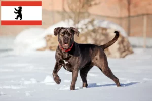 Read more about the article Cane Corso Italiano tenyésztők és kölykök Berlinben