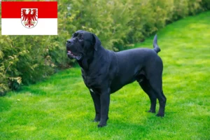 Read more about the article Cane Corso Italiano tenyésztők és kölykök Brandenburgban