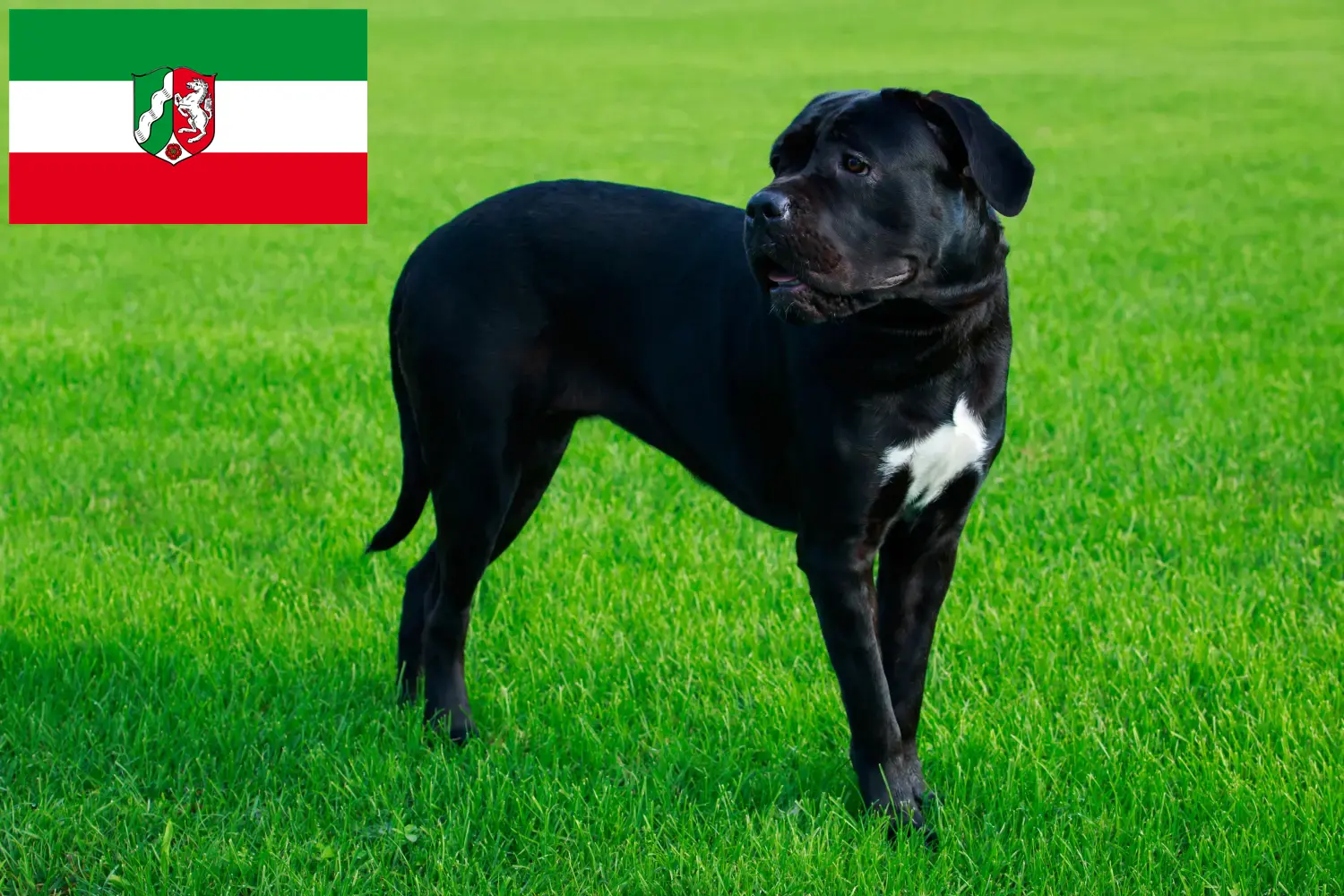 Read more about the article Cane Corso Italiano tenyésztők és kiskutyák Észak-Rajna-Vesztfália területén